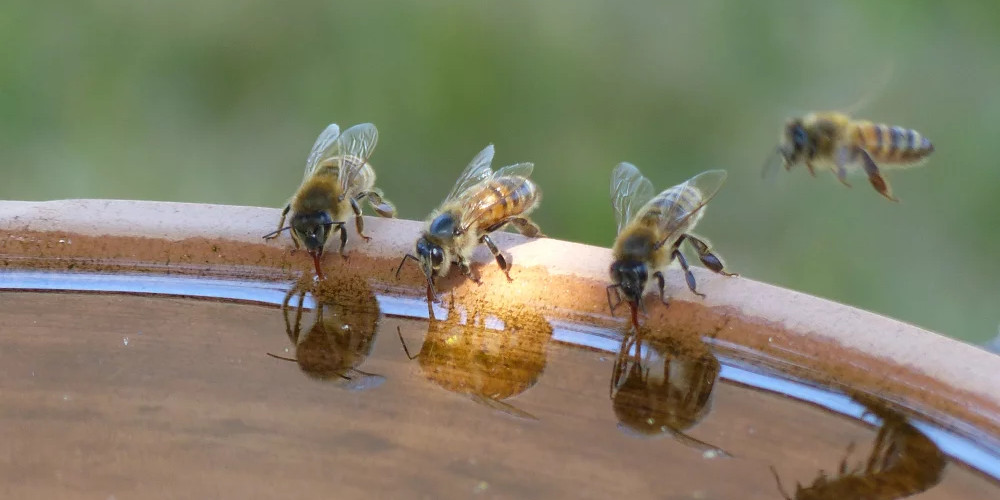 Pszczoły pijące z poidła